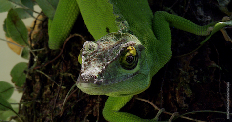 lizard on a tree trunk