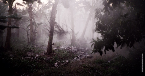 trees, rain and hard wind